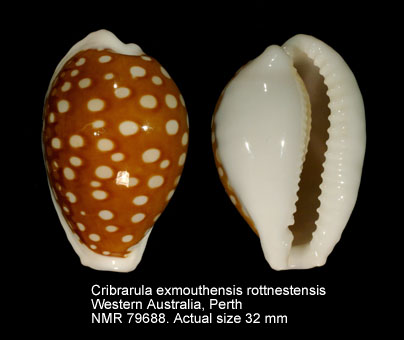 Cribrarula exmouthensis rottnestensis.jpg - Cribrarula exmouthensis rottnestensis Lorenz,2002